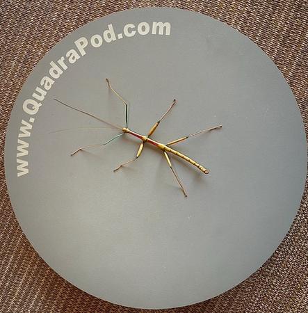 Giant Walking Stick (Megaphasma denticrus)